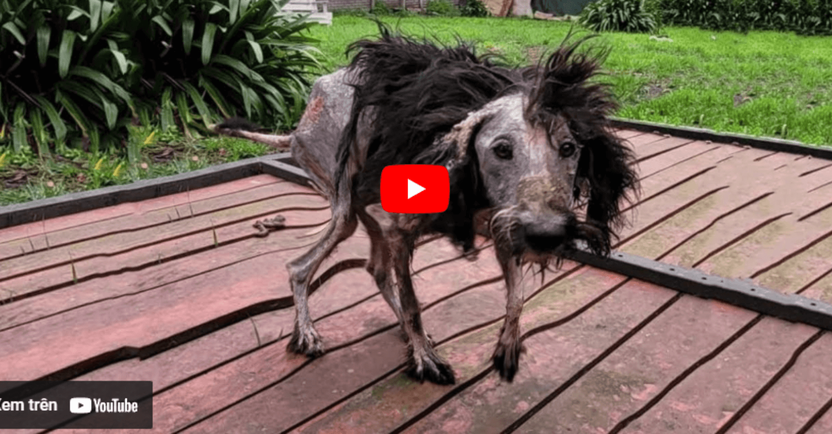 A Tale of Survival: The Journey of an Extreme Malnourished Dog